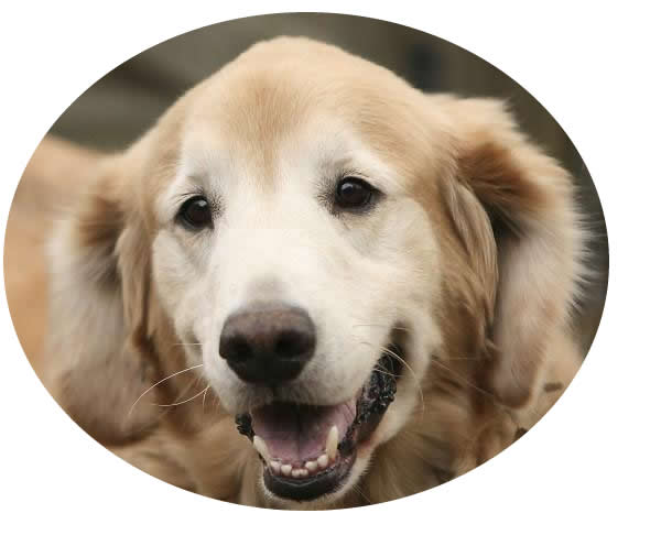 Masked Image of Golden Retriever